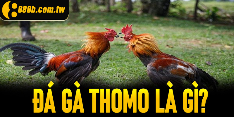 Đá gà Thomo là gì?