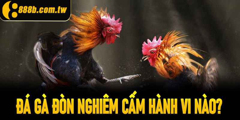 Đá gà đòn nghiêm cấm hành vi nào?