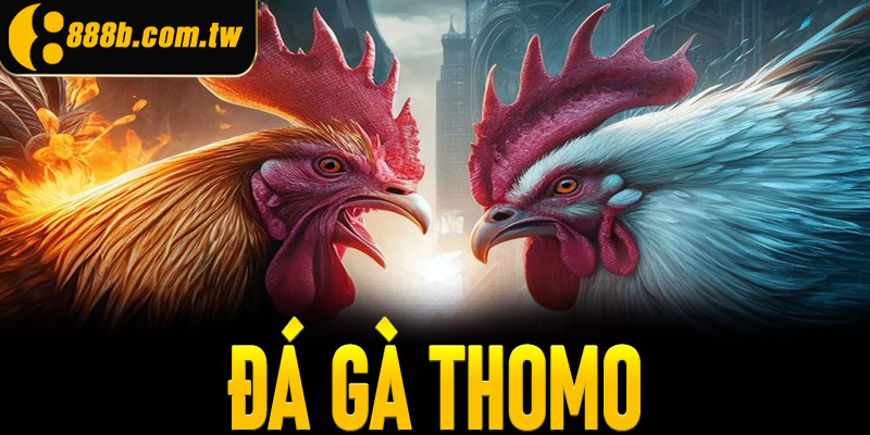 Đá Gà Thomo 888B - Đấu Trường Kịch Tính Tại Đông Nam Á